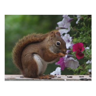 Red Squirrel with Petunias