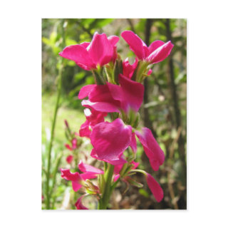 Red Stock Flowers postcard