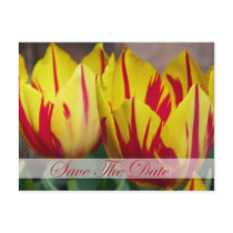 Red Stripe Tulip Save The Date Postcard