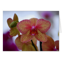 Red-Striped Phalaenopsis Orchid Card