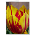 Red Striped Tulip Card by dlgray Red Striped Tulip Card