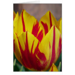 Red Striped Tulip Card