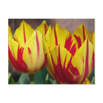 Red Striped Tulip Postcard