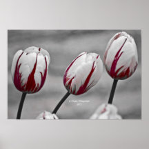 Red Stripes Posters