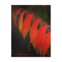Red Sumac , Flowers of the Mind postcards