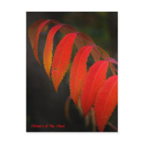 Red Sumac , Flowers of the Mind postcards by sukimerk Red Sumac , Flowers of the Mind postcards