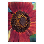 Red Sunflower Blank Cards