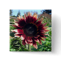 Red Sunflower Buttons