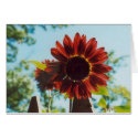 Red Sunflower cards by OUkevin Red Sunflower cards