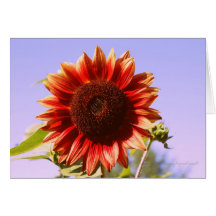 Red Sunflower note card