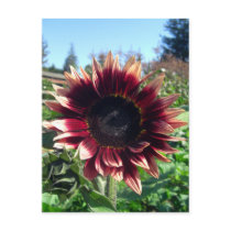 Red Sunflower Postcard