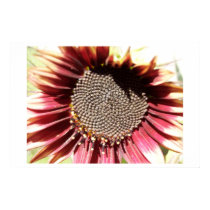 Red Sunflower posters by starshadowrose Red Sunflower posters