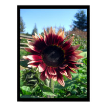 Red Sunflower Print / Poster