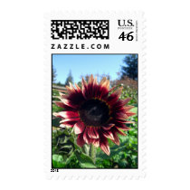 Red Sunflower Stamps
