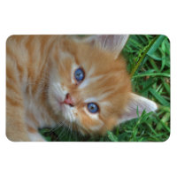 Red Tabby Kitty Rectangle Magnets