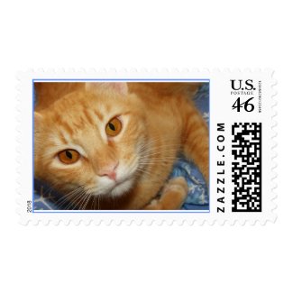 Red tabby stamp stamp