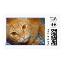 Red tabby stamp by photomamma Red tabby stamp
