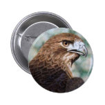 Red-tail Hawk Button