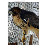 Red Tail Hawk Greeting Cards Red Tail Hawk Greeting Cards