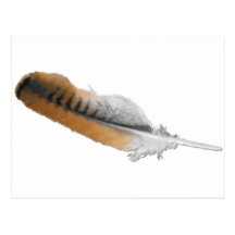 Red-tail Hawk feather Postcards
