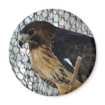 Red Tail Hawk Refrigerator Magnets Red Tail Hawk Refrigerator Magnets