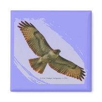 Red Tail Hawk magnet by bwissinger Red Tail Hawk magnet