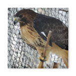 Red Tail Hawk Refrigerator Magnets Red Tail Hawk Refrigerator Magnets