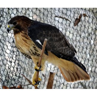 Red Tail Hawk mousepad