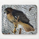 Red Tail Hawk Mousepads Red Tail Hawk Mousepads