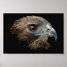 Red-tail Hawk pastel Print