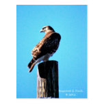Red Tail Hawk Post Card