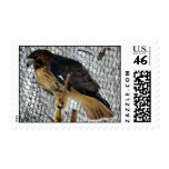 Red Tail Hawk Postage Red Tail Hawk Postage