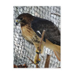 Red Tail Hawk Postcards Red Tail Hawk Postcards
