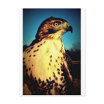 Red-tail Hawk Post Card