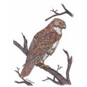 red tail hawk t-shirts