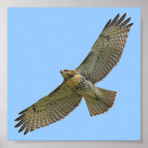 red-tail soaring print