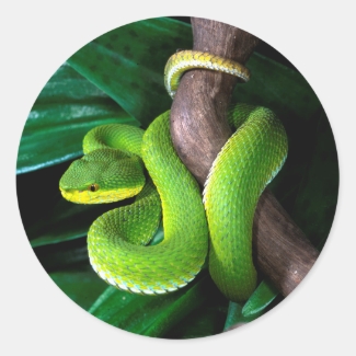 Red-tailed bamboo pitviper