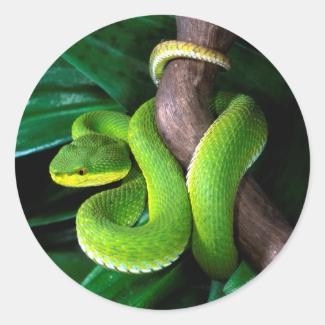 Red-tailed bamboo pitviper