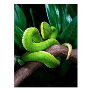 Red-tailed bamboo pitviper