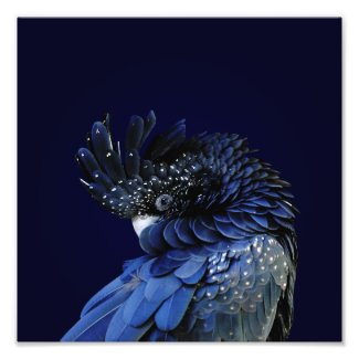 Red-Tailed Black Cockatoo in Blue Photo Print