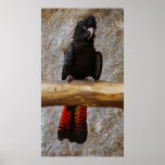 Red Tailed Black Cockatoo Poster