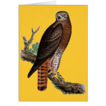 Red-tailed Black Hawk Cards