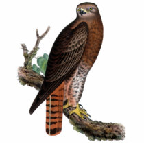 Red-tailed Black Hawk Photo Sculptures