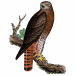 Red-tailed Black Hawk Photo Sculptures