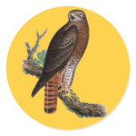 Red-tailed Black Hawk Sticker