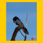 Red Tailed Black Parakeet Poster posters