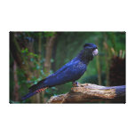 Red-tailed cockatoo bird canvas print