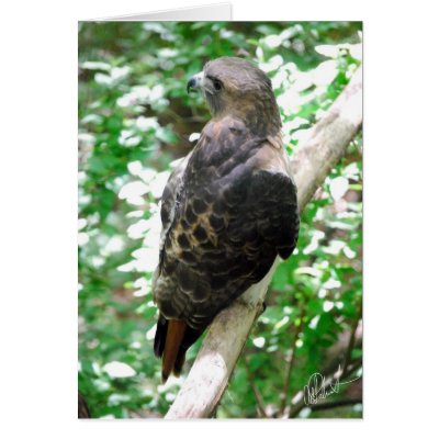 Red Tail Eagle