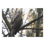 Red-Tailed Hawk Art Photo