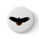 Red-tailed Hawk buttons